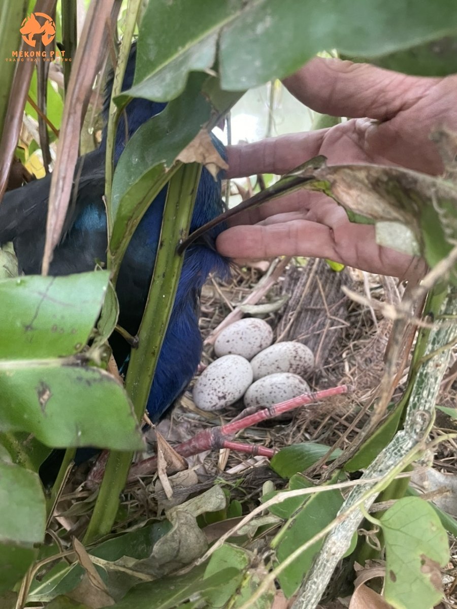 Ổ đẻ của chim trích cồ ngoài tự nhiên, tạo môi trường gần gủi với thiên nhiên để chăn nuôi được hiệu quả